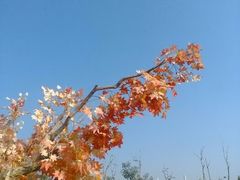 android_upload_pic-丹樱生态园