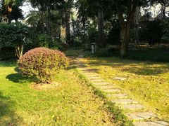 -金花茶公园