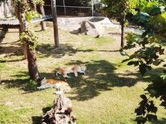 -西霞口神雕山野生动物世界