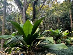 -中国科学院西双版纳热带植物园
