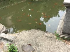 -碧江金楼