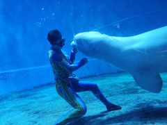 -芜湖新华联大白鲸海洋公园