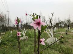 -洪湖家庭农场·团建·露营·会议
