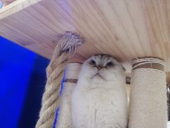 -喵园·猫主题咖啡厅·撸猫·猫咖(国贸店)