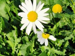 -祥源·阜阳生态乐园