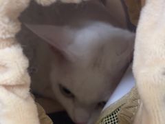 -美联众合动物医院·24h京西诊疗中心