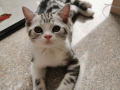 -袖虎·猫馆(体育西路店)