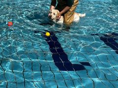-趣玩宠物乐园寄养训犬训狗游泳池