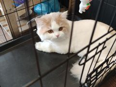 -志龙皇冠吃货椰子铺