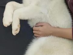 -Husky Go! 哈士奇体验馆·宠物咖啡厅狗咖