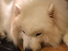 -more than meow吴止猫主题餐厅(承德 中船汇店)