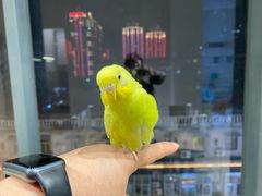 -怪兽屋·羊驼·猫咖·狗咖(俊华广场店)