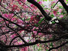 -深圳国际园林花卉博览园