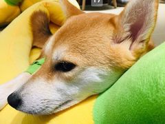 -逗柴咖啡屋·狗咖猫咖宠物桌游