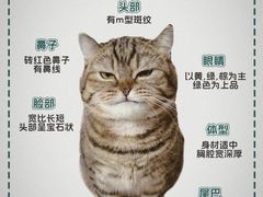 -翊宠yipet猫狗购宠庄园犬舍•猫舍