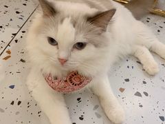 -喵喵咪呀布偶猫咖(春熙路店)