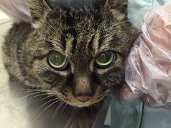 -荣耀金沙动物医院(清江西路店)