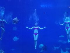 -烟台海昌鲸鲨海洋公园