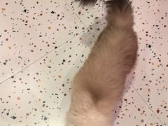 -滚猫咖啡·猫咖·猫友好撸猫(未来城店)
