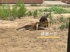 -太原动物园