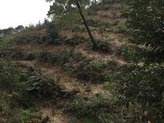 -羚羊峡古栈道森林公园
