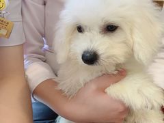 -翊宠yipet猫狗购宠庄园犬舍•猫舍