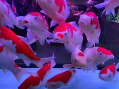 -三旗百汇商品城