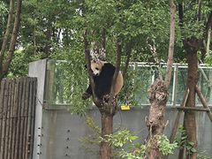 -成都大熊猫繁育研究基地