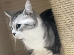 -凯瑞希宠物医院·狂犬免疫·微创·皮肤科