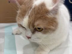 -贝利宠物医院·骨科·眼科·肿瘤转诊中心(南坪诊疗中心)