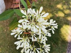 -中国科学院华南植物园
