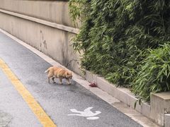 -黄弟大排档·湖南菜·小龙虾·小海鲜(凯旋北路店)