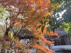 -秋霞圃