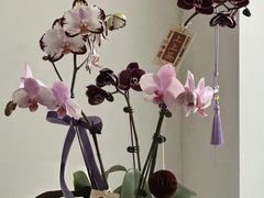 -Native Flower 莱提花艺(南海新天地广场店)