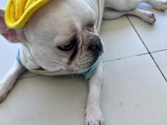 -怪兽屋·羊驼·猫咖·狗咖(俊华广场店)