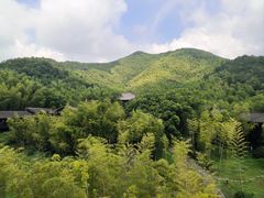 -大唐贡茶院