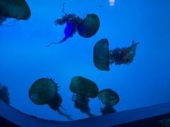 -太平洋海底世界