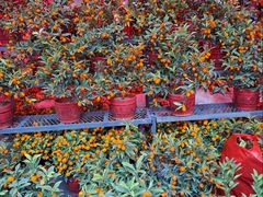 -越秀西湖花市(广州城市广场花卉店)