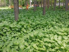 -黑龙江省森林植物园
