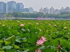 -莲花池公园