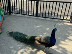 -西霞口神雕山野生动物世界