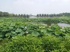 -长春市南湖公园