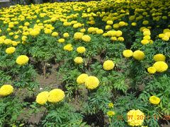 景点-阿尔丁植物园