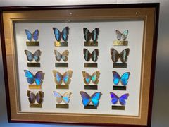 -上海昆虫博物馆