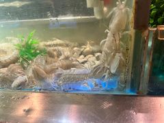 -V-ONE西雅图海鲜自助餐厅(仓山万达广场店)