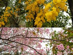 -广州市流溪河国家森林公园