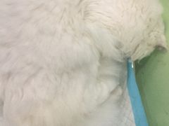 -守诺宠物医院·眼科· 特色牙科·异宠专科(虹口店)