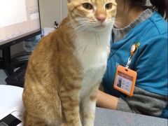 -创凡宠物医院·骨专科  猫科中心(西乡分院)
