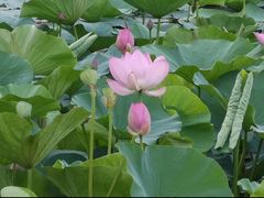 -丁香湖公园