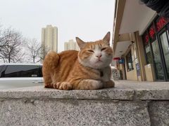 -乖乖宠物医院·猫科·急重症中心(车站北路分院)